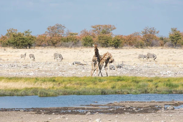 Impala Namibia Park — Zdjęcie stockowe