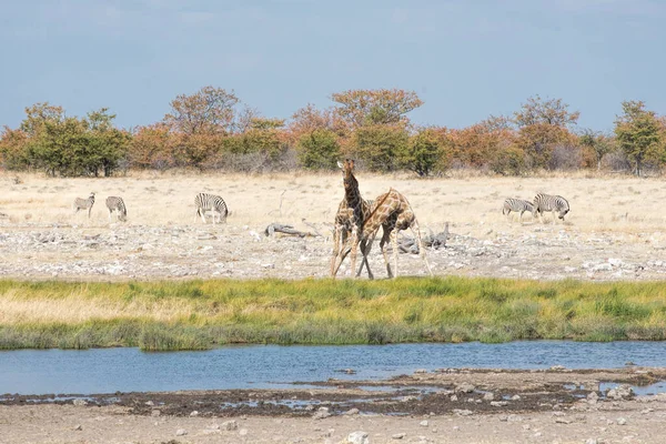 Impala Namibia Park — Stok fotoğraf