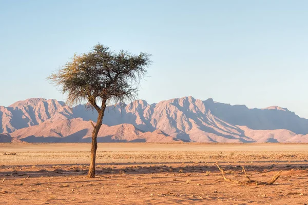 Akacias Och Berg Namiböknen — Stockfoto