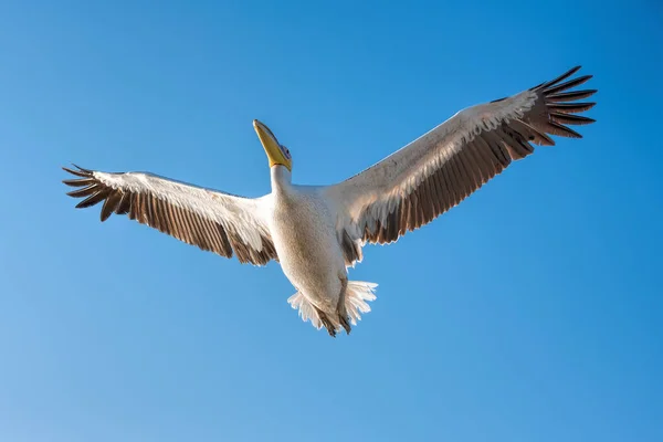 White Pelican Namibia — Stock Photo, Image