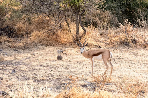 Impala Парку Намібія — стокове фото