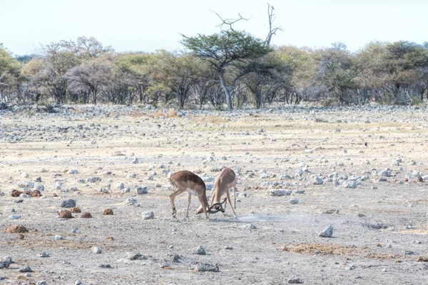 Impala Namibia Park — Zdjęcie stockowe