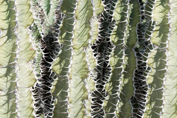 Cactus Close — Stockfoto