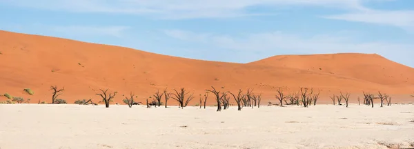 Mrtvé Stromy Parku Naukluft Namibii — Stock fotografie