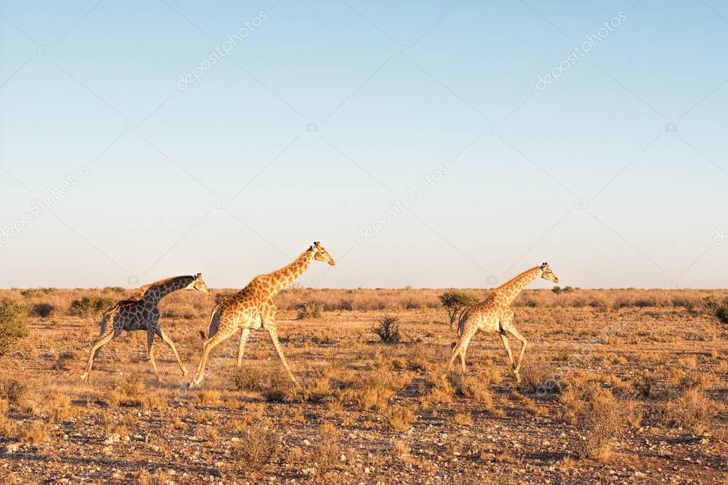 Giraffes run in Namibia