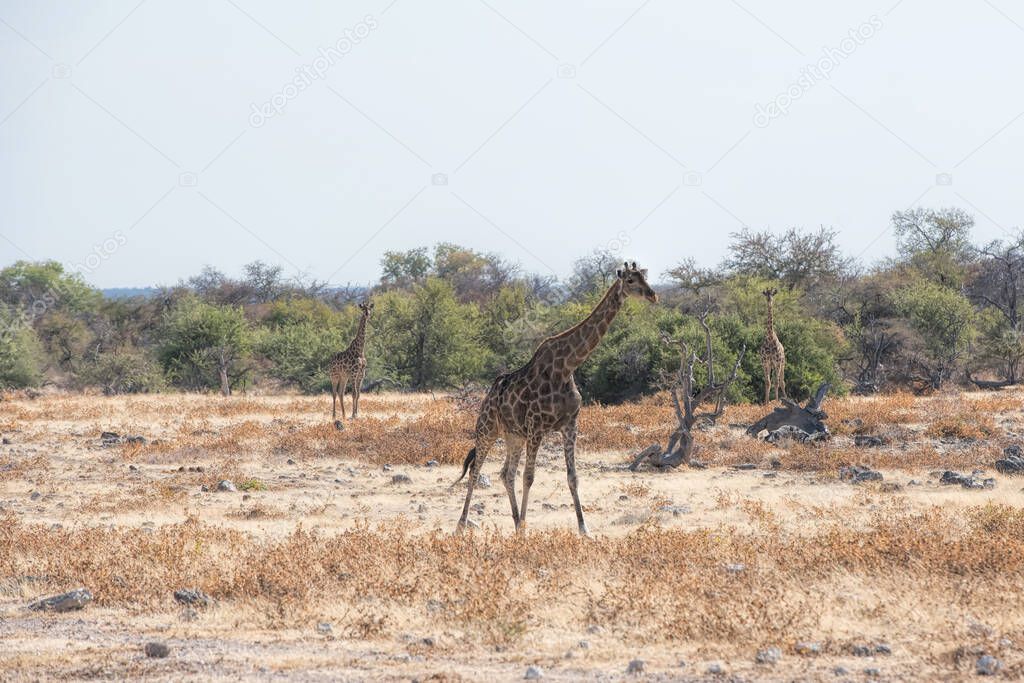 impala in namibia park
