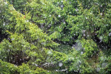 Köknar ağaçlarının önünde kar taneleri