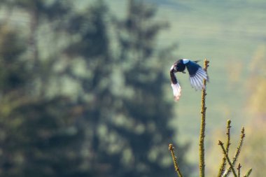 Saksağanın uçuşu