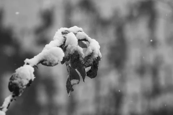 Hoja Rosa Bajo Nieve — Foto de Stock