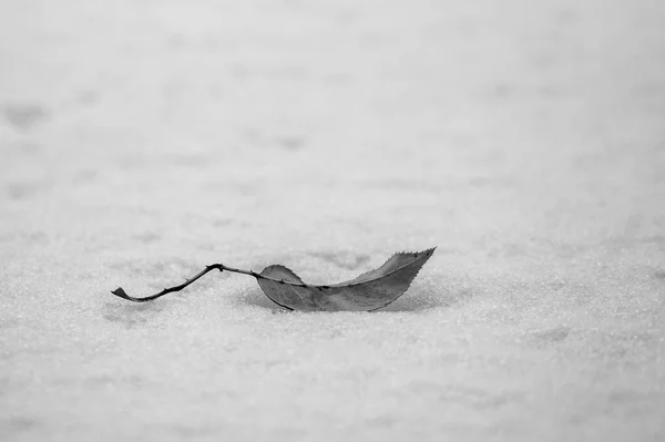 Τριανταφυλλιά Στο Χιόνι — Φωτογραφία Αρχείου