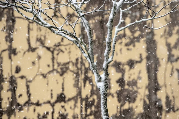 Κορμός Δέντρου Μπροστά Από Έναν Κίτρινο Τοίχο — Φωτογραφία Αρχείου