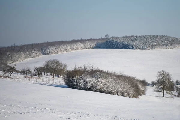 Colina Árvores Sob Neve — Fotografia de Stock