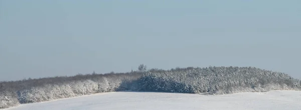 Colina Árvores Sob Neve — Fotografia de Stock