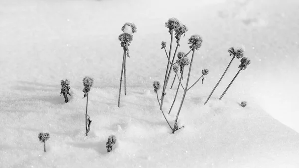Αποξηραμένα Λουλούδια Στο Χιόνι — Φωτογραφία Αρχείου