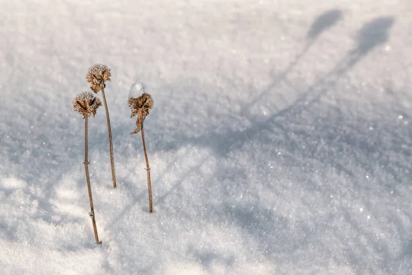 Сушені Квіти Снігу — стокове фото