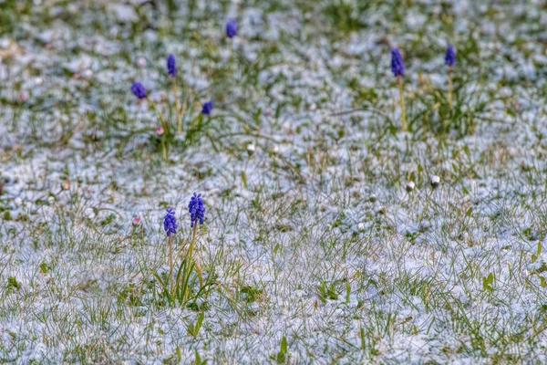 Blaue Traubenhyazinthen Auf Der Wiese — Stockfoto