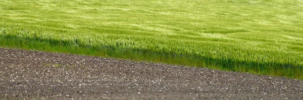 Green Wheat Plowed Fields — Stock Photo, Image