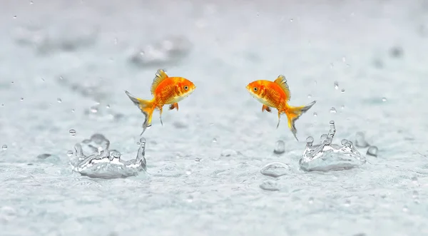 Золотые Рыбки Выпрыгивают Воды — стоковое фото