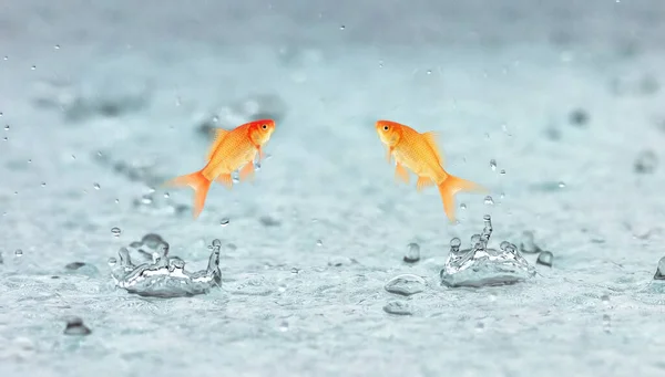 Goldfish Salta Para Fora Água — Fotografia de Stock