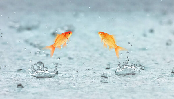 goldfish jumps out of the water