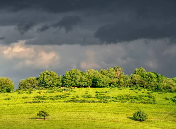 Collina Alberi Sole — Foto Stock