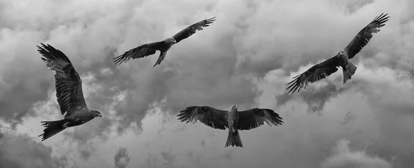 Koninklijke Vlieger Tijdens Vlucht — Stockfoto