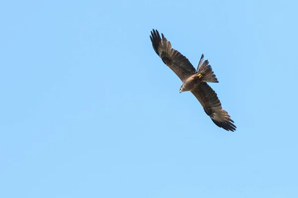 Royal Kite Flight — Stock Photo, Image