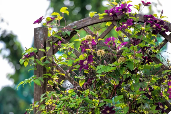 Paarse Clematis Een Houten Paneel — Stockfoto