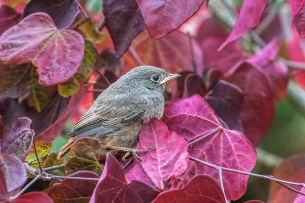 Young Robin Tree — Stock Photo, Image