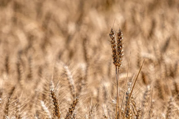 在一个字段中小麦的耳朵 — 图库照片