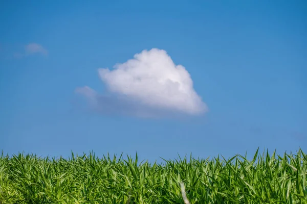 Wolken Blauer Himmel Und Grüner Mais — Stockfoto