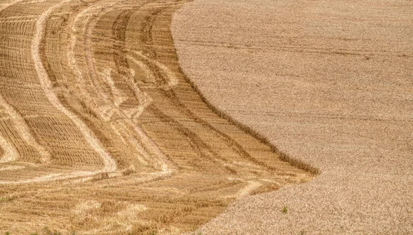 Wheat Fields Waves — Stock Photo, Image
