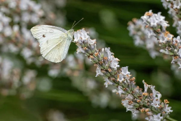 Mariposa Lavanda Blanca —  Fotos de Stock