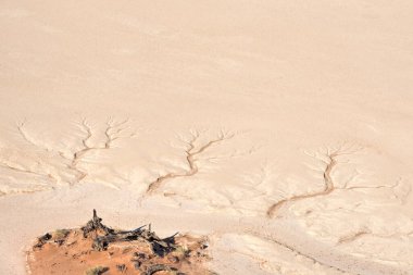 Namibya 'daki Naukluft parkında ölü ağaçlar.