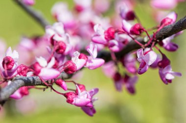 Yehuda ağacından pembe çiçekler