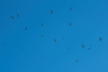 Mavi gökyüzünde uçan kumral akbaba