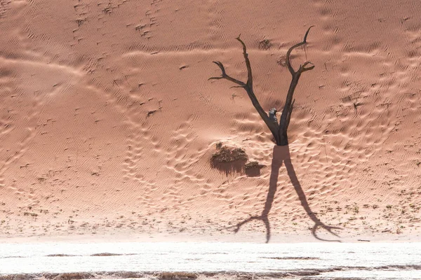 Copaci Morți Parcul Naukluft Din Namibia — Fotografie, imagine de stoc