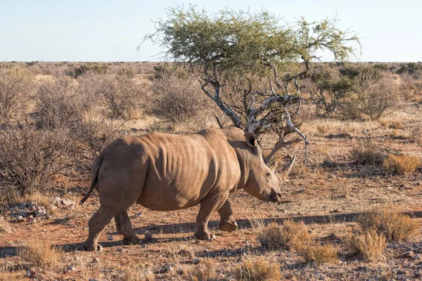 Witte Neushoorn Namibië — Stockfoto
