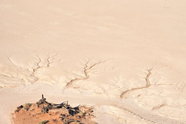 Dode Bomen Naukluft Park Namibië — Stockfoto