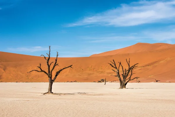 Namibya Daki Naukluft Parkında Ölü Ağaçlar — Stok fotoğraf