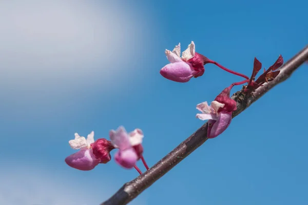 柔道树上的粉红花朵 — 图库照片