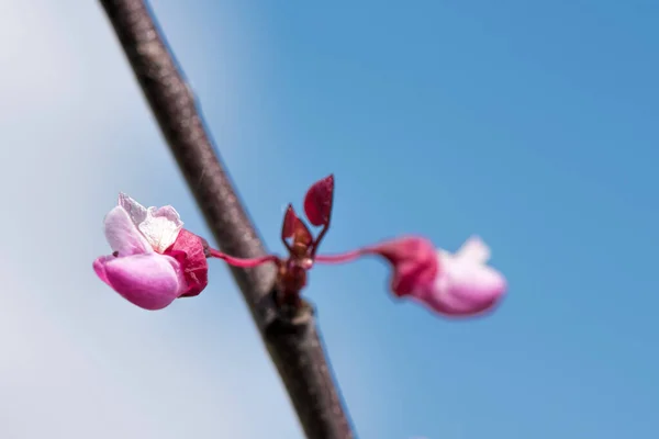 Pink Flowers Judas Tree — Photo