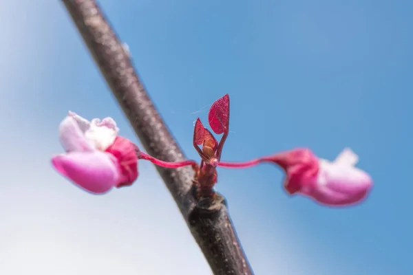 Pink Flowers Judas Tree — Stockfoto