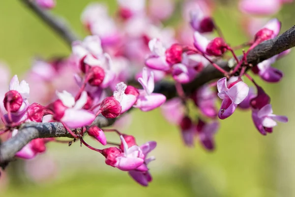 Yehuda ağacından pembe çiçekler
