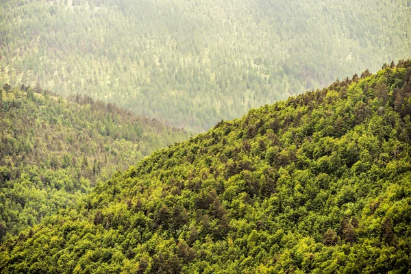 Berg Bedekt Met Bos — Stockfoto