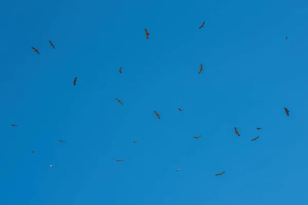 Tawny Vulture Flight Blue Sky — Stockfoto