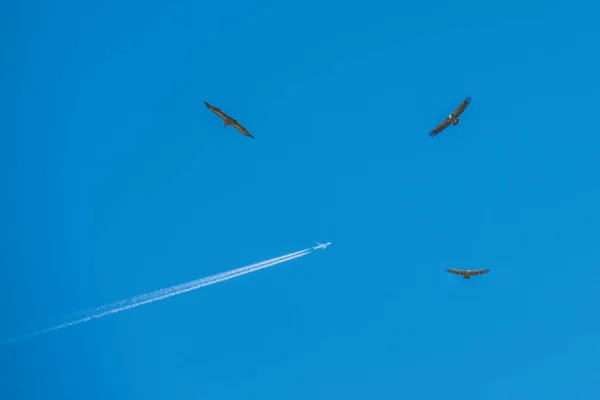 Tawny Vulture Flight Plane —  Fotos de Stock
