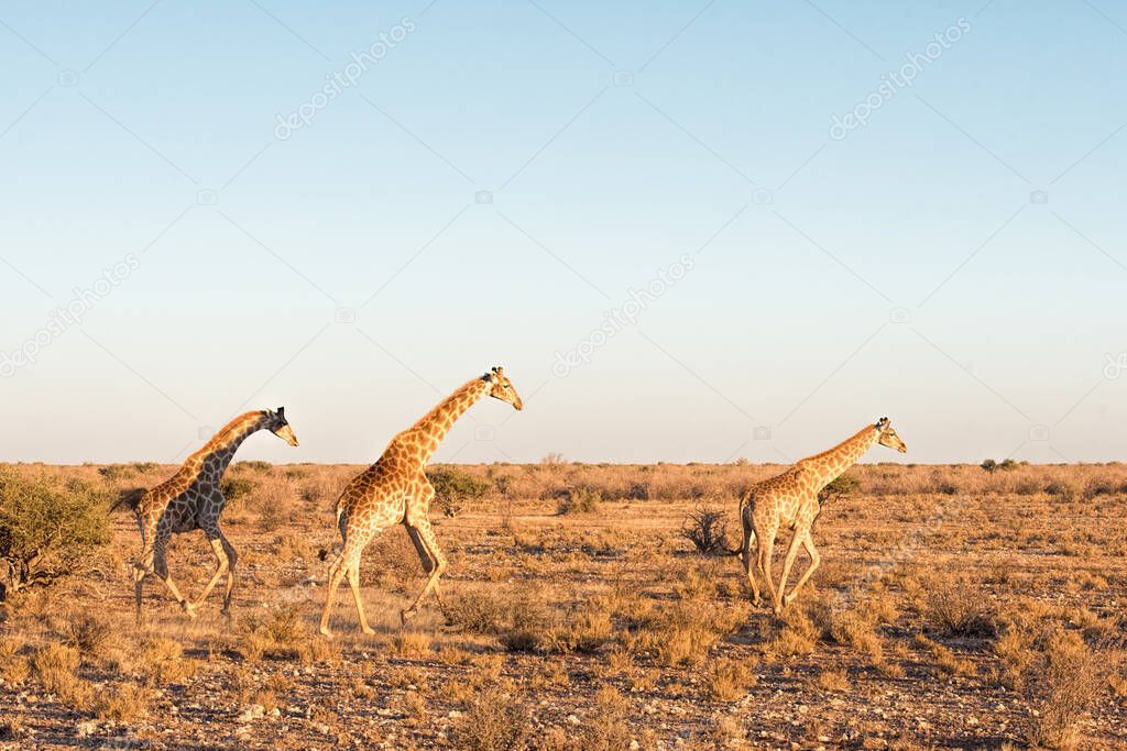Giraffes run in Namibia park