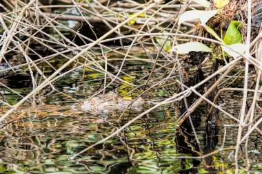 one caiman in Costa Rica