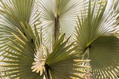 palm leaves in Costa Rica